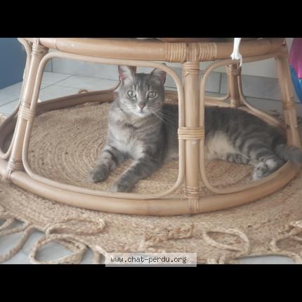 Photo 1/1 Jeen Chat perdu à Saint laurent la conche