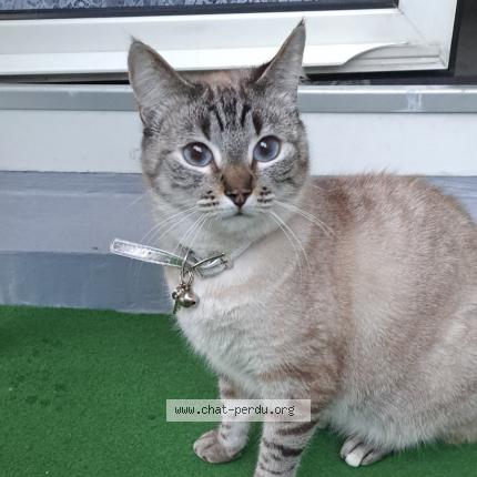 Photo 1/1 Yuta Chat perdu à Colmar