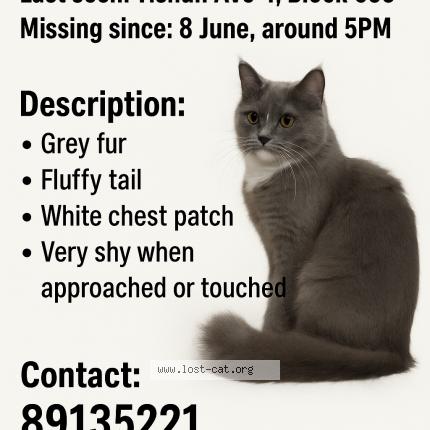 Photo 1/1 coco Chat perdu à Singapore