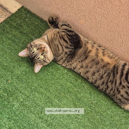 Photo 1/1 Kenzo Chat perdu à Cran gevrier