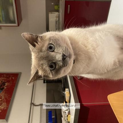 Photo 1/1 Chat retrouvé Perdu à Haute Goulaine