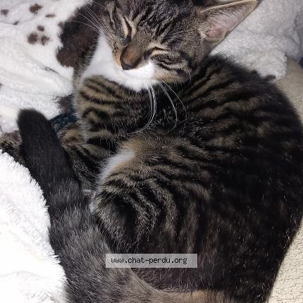 Photo 1/1 Willow Chat perdu à Laigne en belin