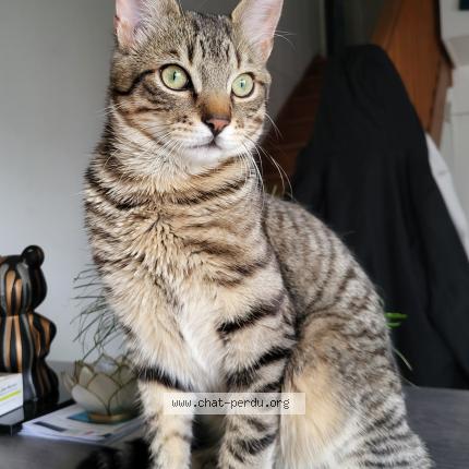 Photo 1/1 Chat retrouvé Perdu à Ivry Sur Seine