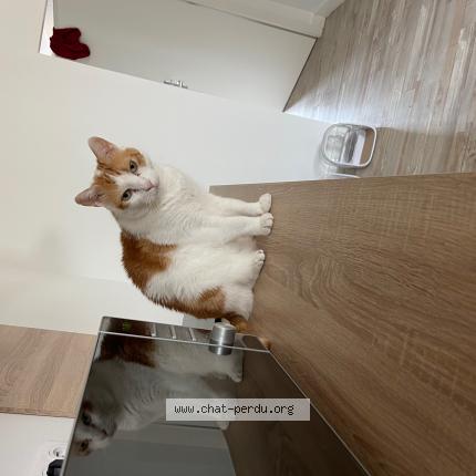 Photo 1/1 Loki Chat perdu à Champeix