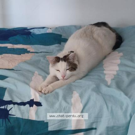 Photo de chat perdu à Courdimanche