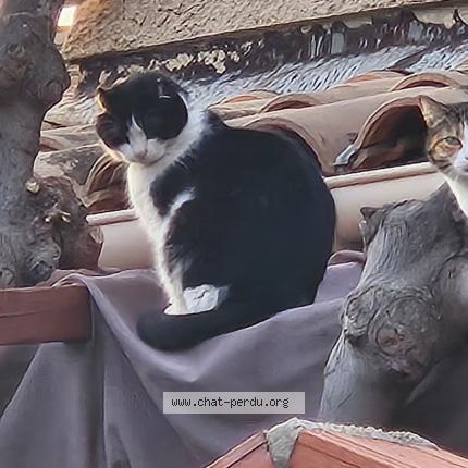 Photo 1/1 Chat retrouvé Perdu à La Seyne Sur Mer