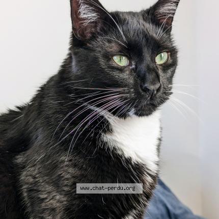 Photo 1/1 Ryuk Chat perdu à Lille