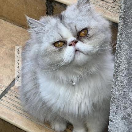 Photo de chat perdu à Chilly Mazarin
