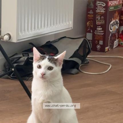 Photo 1/1 Balou Chat perdu à St martin le vinoux