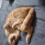 Photo de chat perdu à Houdan