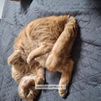 Photo 1/1 Chat retrouvé Perdu à Houdan