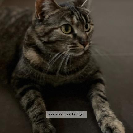 Photo 1/1 Chat retrouvé Perdu à Auge
