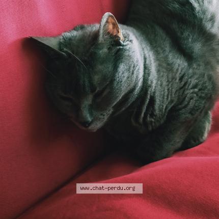 Photo de chat perdu à Darvoy