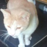Photo de chat perdu à Maretz