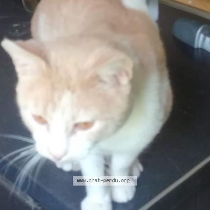 Photo 1/1 Picatchou Chat perdu à Maretz