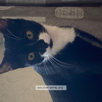 Photo de chat perdu à Lognes