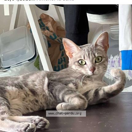 Photo 1/1 Mimi Chat perdu à La baule