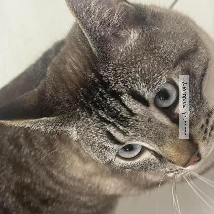 Photo 1/2 Juninho Chat perdu à Thonon les bains