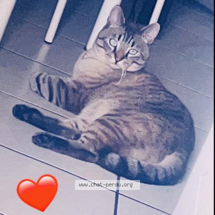 Photo 2/2 Juninho Chat perdu à Thonon les bains