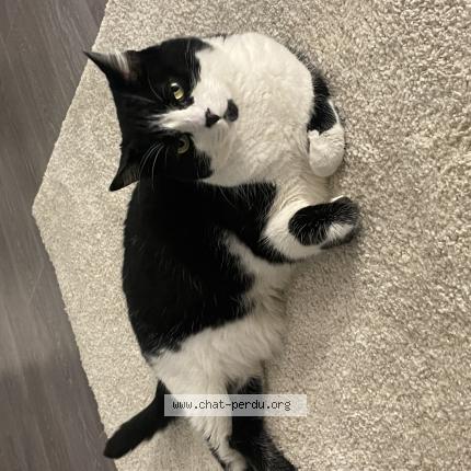 Photo 1/1 Priska Chat perdu à Rouen