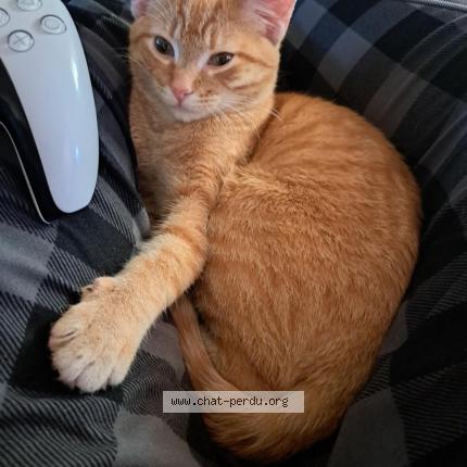 Photo 1/1 Boris Chat perdu à Salaberry de valleyfield