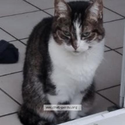 Photo de chat perdu à Saint Sebastien Sur Loire