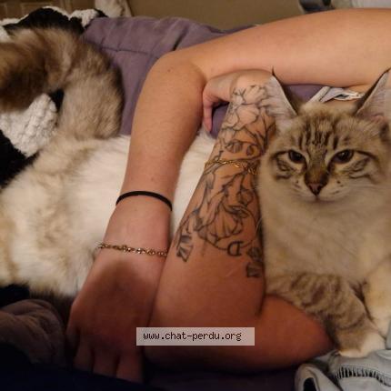 Photo de chat perdu à Artix