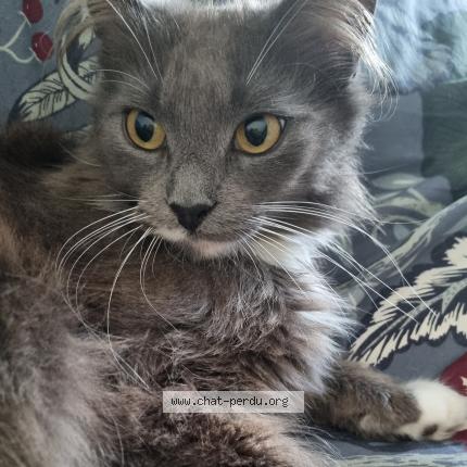 Photo de chat perdu à Blainville Sur Orne