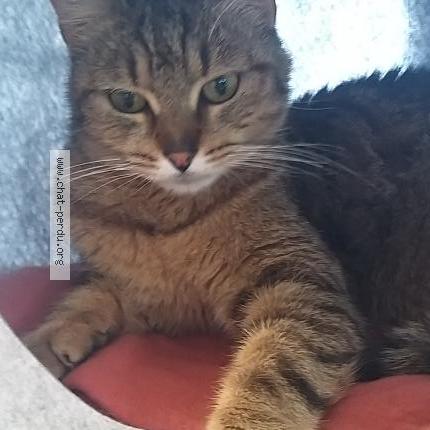 Photo de chat perdu à Tignieu Jameyzieu