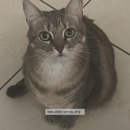 Photo de chat perdu à Domont