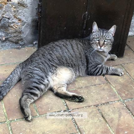 Photo 1/1 Chat retrouvé Perdu à Fericy