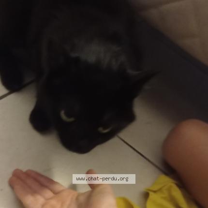 Photo 1/1 Chat retrouvé Perdu à Perpignan