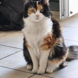 Photo de chat perdu à Ecommoy