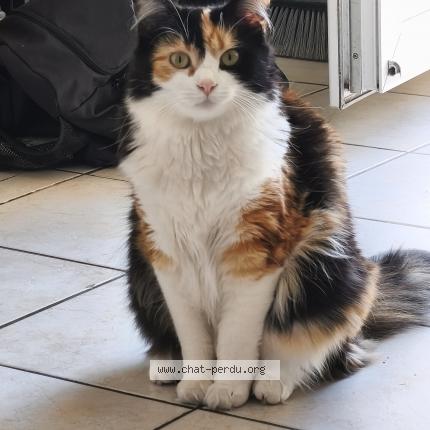 Photo 1/1 Chat retrouvé Perdu à Ecommoy