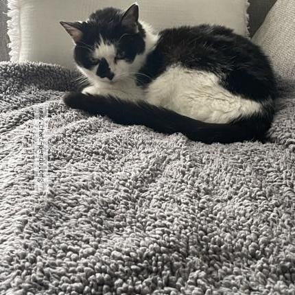 Photo 1/1 Chat retrouvé Perdu à Rosheim