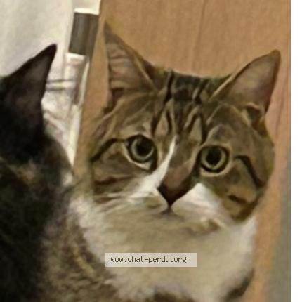Photo de chat perdu à Thonon Les Bains