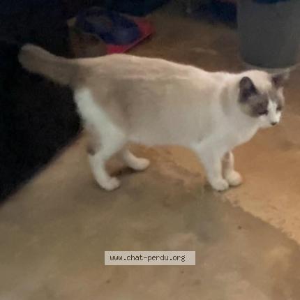 Photo de chat perdu à Melisey