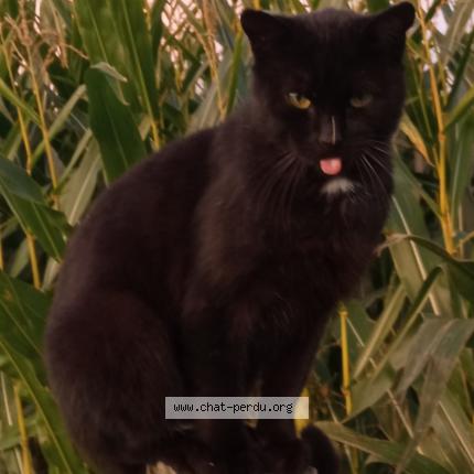 Photo 1/1 Gaston Chat perdu à Saint brice de landelles