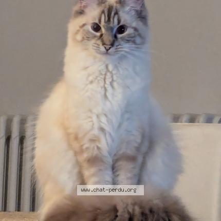 Photo de chat perdu à Brive La Gaillarde