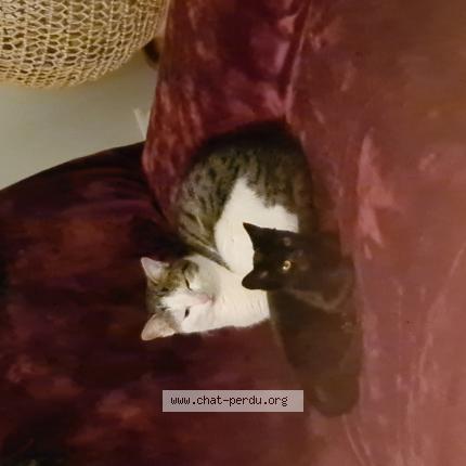 Photo de chat perdu à Saint Macaire En Mauges