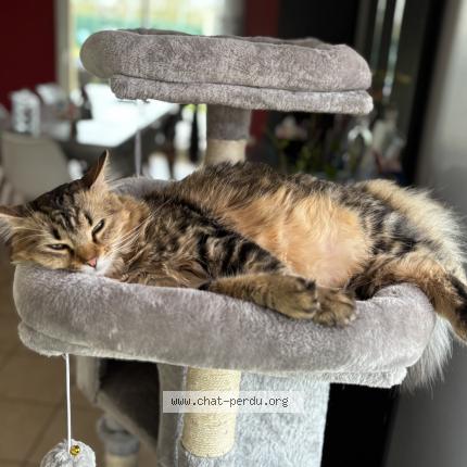 Photo 1/1 yumi Chat perdu à Saint gervais en belin