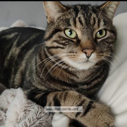 Photo de chat perdu à Cherbourg
