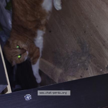 Photo 1/1 Chat retrouvé Trouvé à Veurey voroize