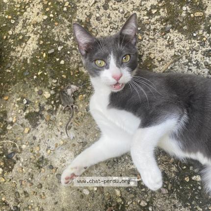 Photo 1/1 Chat retrouvé Perdu à Begles