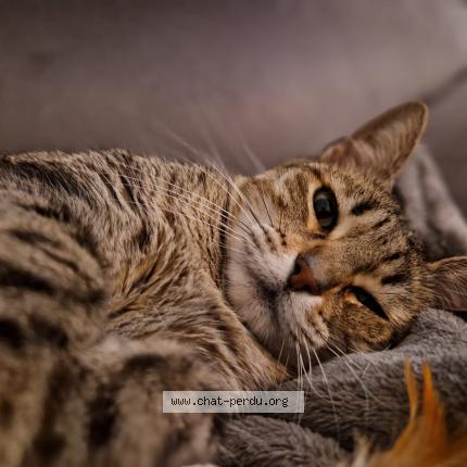 Photo de chat perdu à Bordeaux