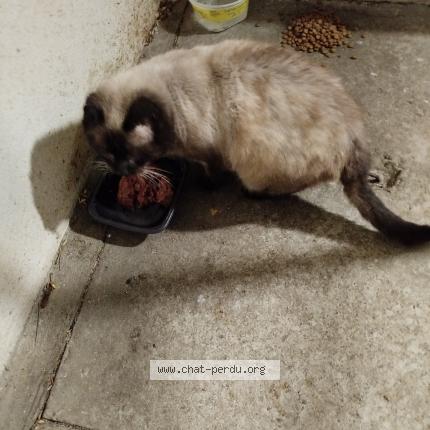 Photo 1/1 Chat retrouvé Perdu à Herouville st clair