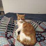 Photo de chat perdu à Castelferrus