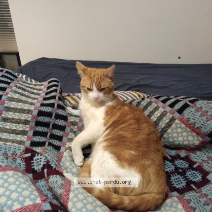 Photo 1/1 Rhubarbe Chat perdu à Castelferrus