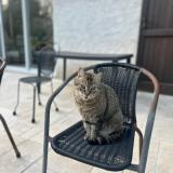 Photo de chat perdu à Roquefort Les Pins