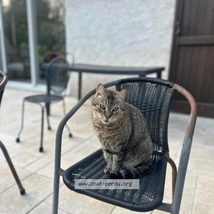 Photo 1/1 Chat retrouvé Perdu à Roquefort Les Pins